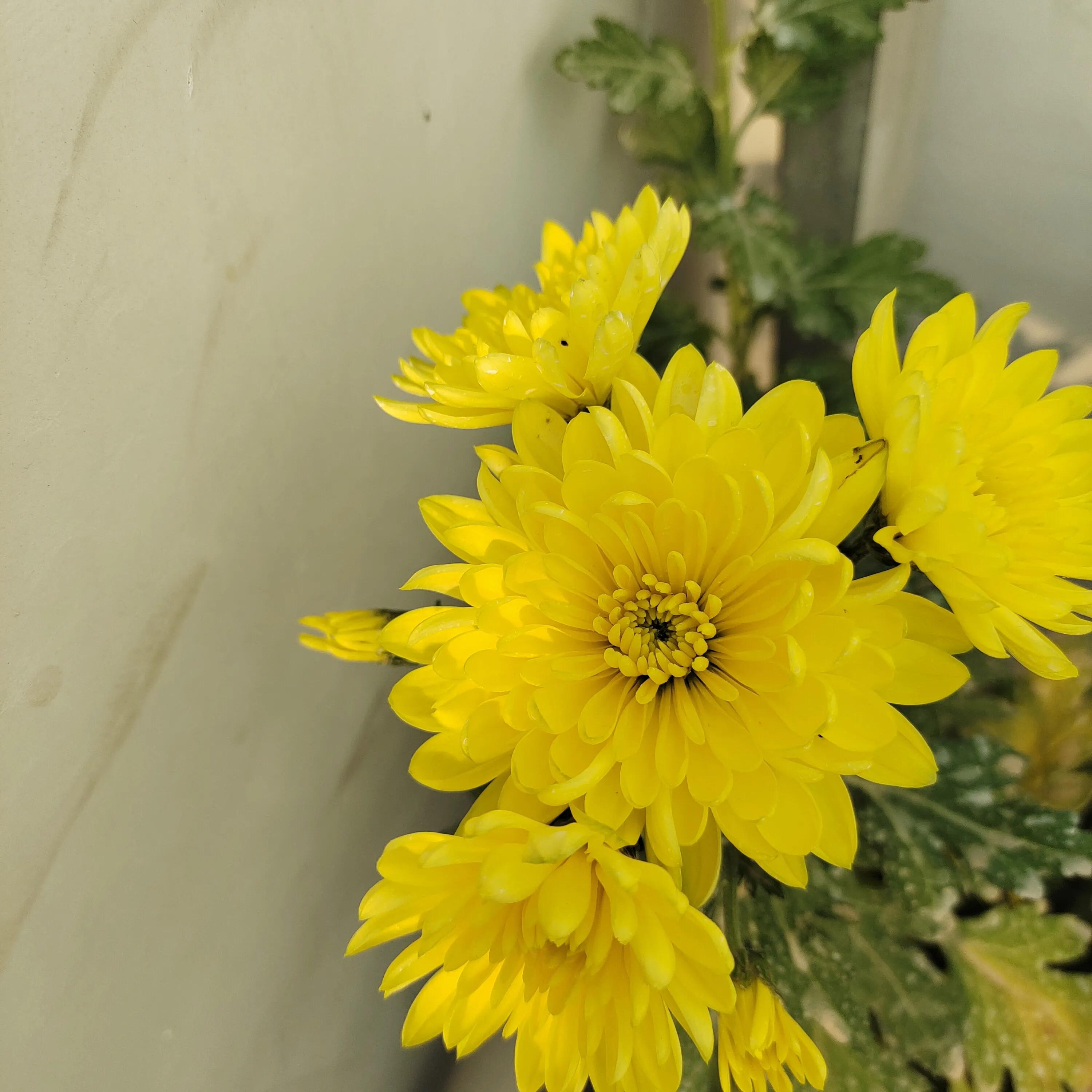 菊花苗怎样种植成活率高,拼多多上买的菊花种子是真的