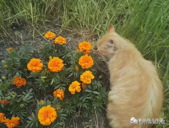 花间奔赴，猫有一个相思海