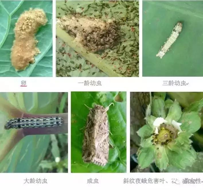 大棚草莓常见病虫害防治方法,南京地区草莓病虫害防治的现状