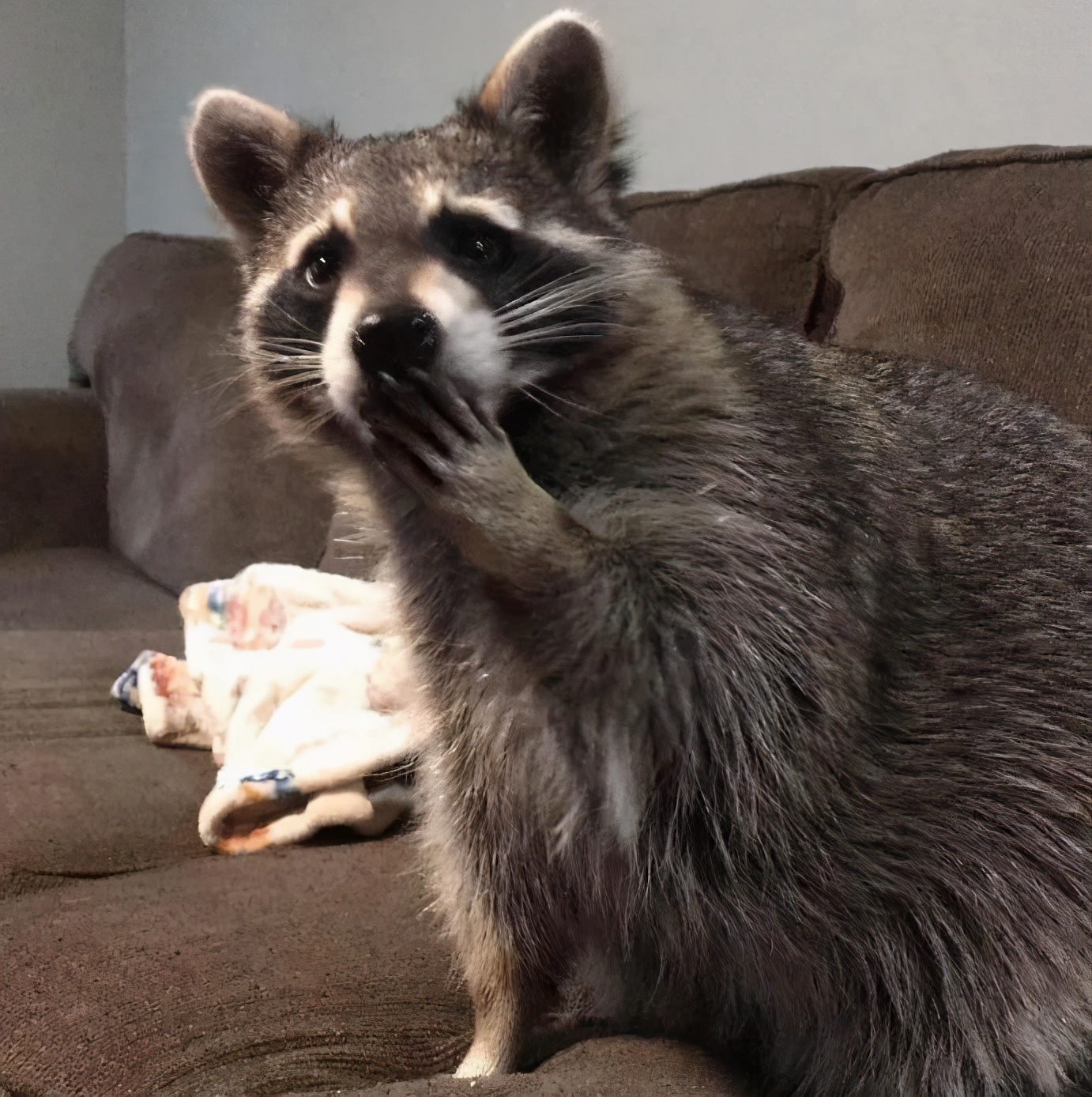 搞笑小浣熊图片,可爱的浣熊图片卡通