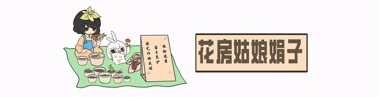 想要养好花就得配好土,想要养好每一束花