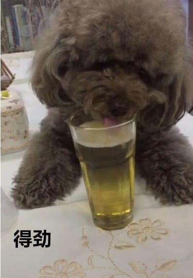 泰迪的七种底线,泰迪不能做哪些事