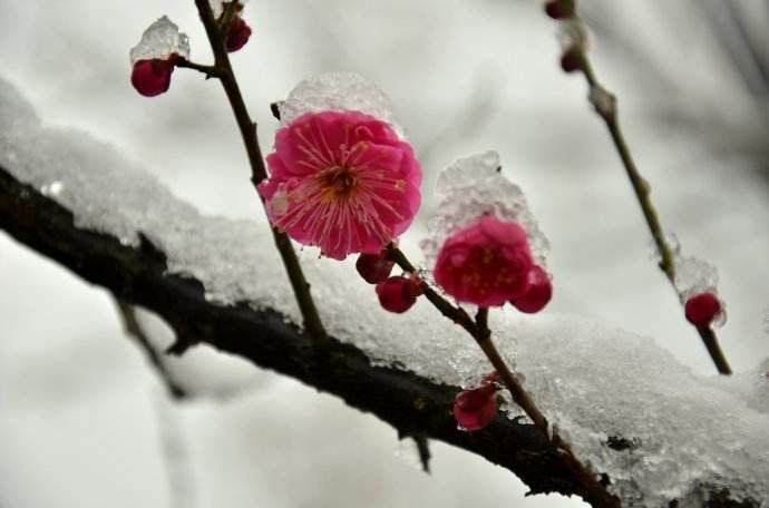 秋韵温柔岁月，冬情惊艳时光