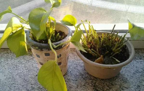 家里养的绿植长白霉怎么处理,家里的绿植老是生虫怎么办