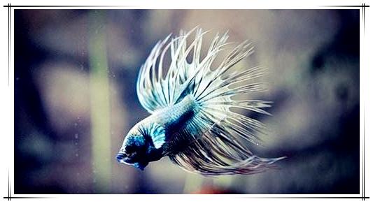 热带鱼斗鱼如何养,热带鱼饲养方法大全视频