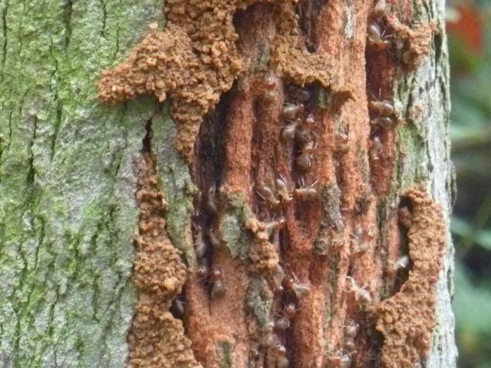 白蚁的种类和危害,白蚁的种类及防治方法