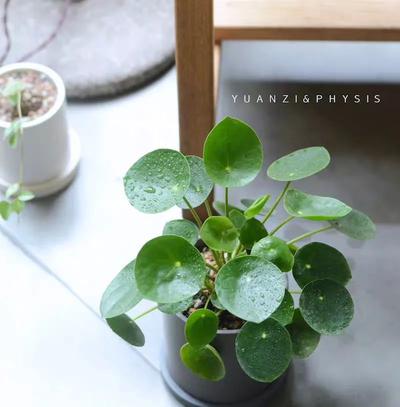 春天养兰花注意事项,镜面草怎么养成造型老桩