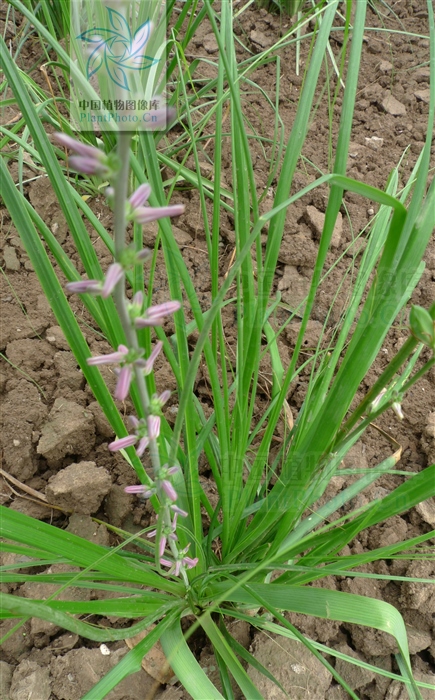 藁本神农本草经,神农本草经葛根原文