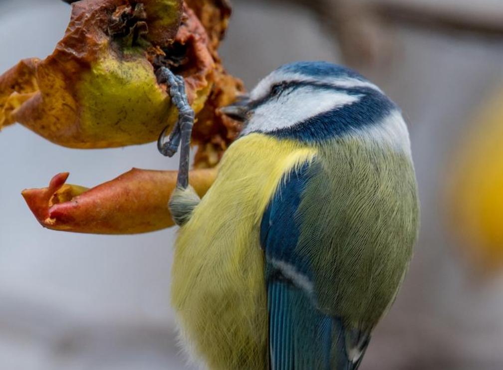 山竹水果什么人适合吃,山竹水果皇后的功效