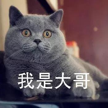 养猫猫推荐英短,新手第1次养猫还是养狗啊