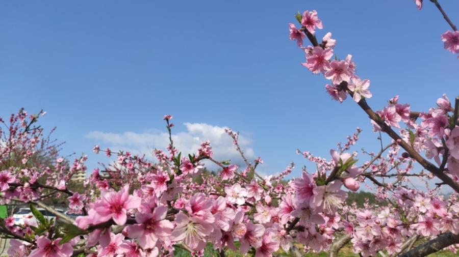 重庆北碚清明节踏青好去处,重庆巴南踏青一日游最佳攻略