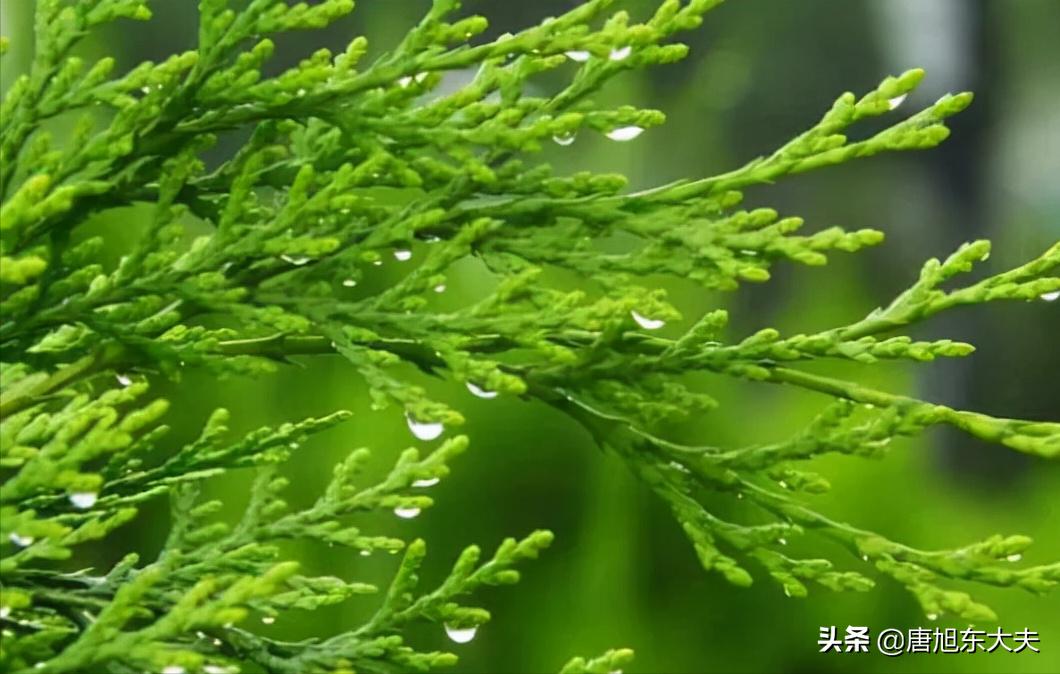 过敏性紫癜中药效果好吗,过敏性紫癜可以中药西药一起吃吗