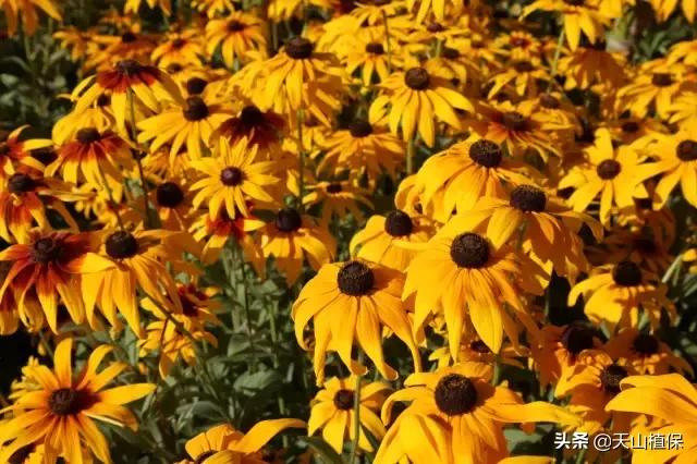 *疆新**库尔勒彻底火了！登上央视让世界瞩目，为库尔勒而骄傲