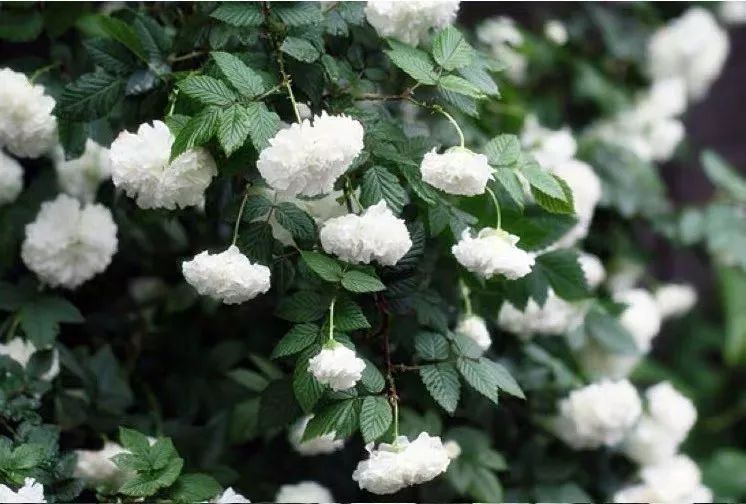 养花公认最美4种花满屋飘香,公认最好养的五种花