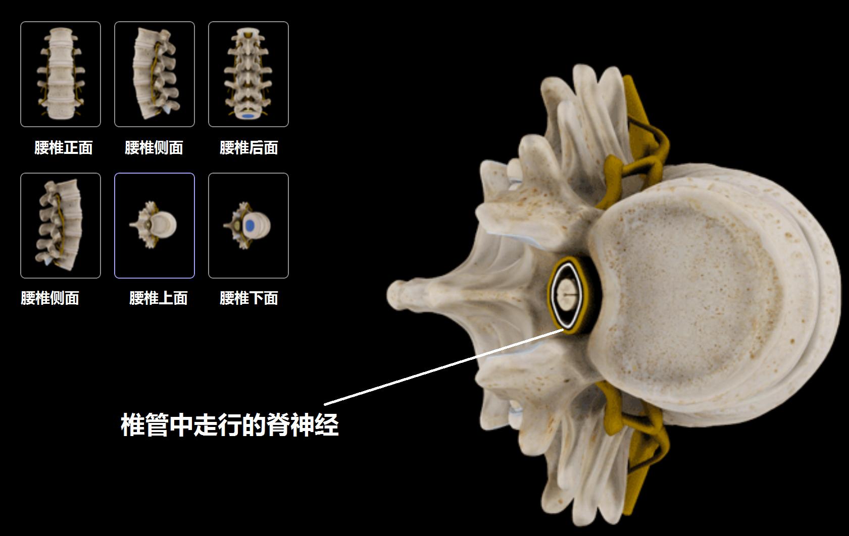 上班族该怎么预防腰痛,腰痛要警惕四种原因及治疗方法