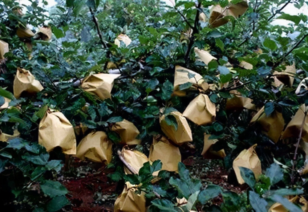 苹果脱袋后用什么药,苹果脱袋后用药方案