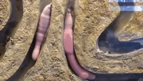 烟台赶海海肠,山东烟台大风刮海肠