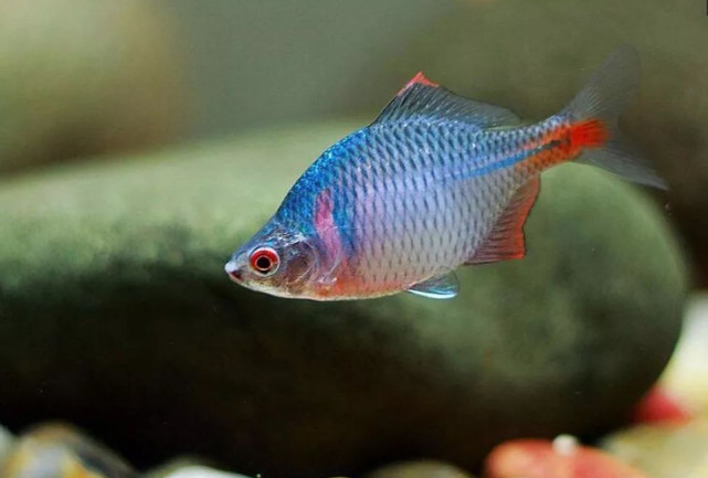 鳑鲏以前被人嫌弃的鱼,鳑鲏鱼经济价值