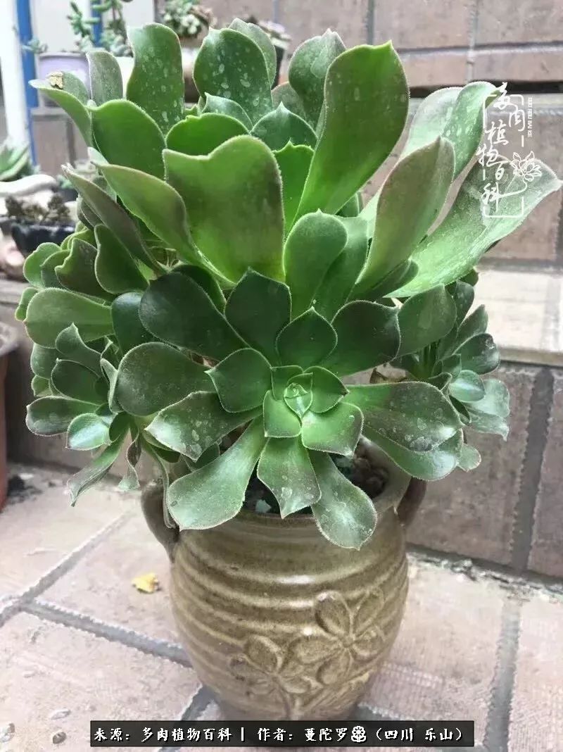 转角遇见多肉,遇见多肉治愈自己