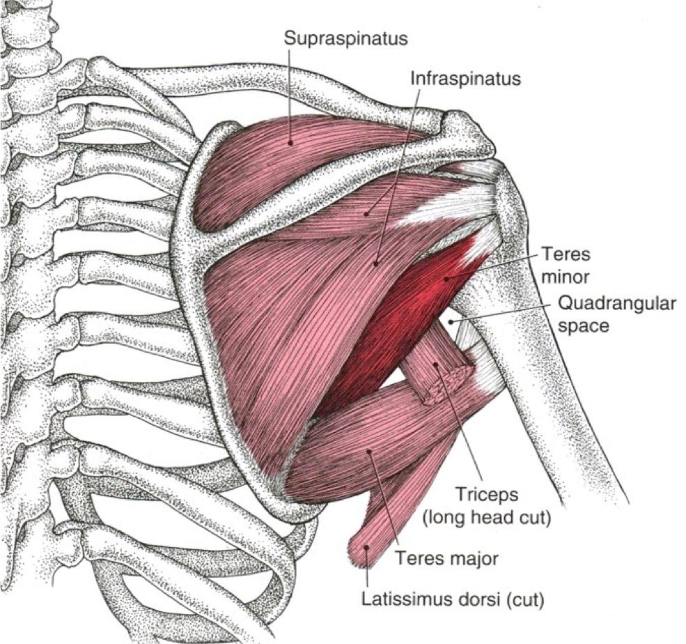 解剖列车|托马斯推荐的1个学习解剖的好方法