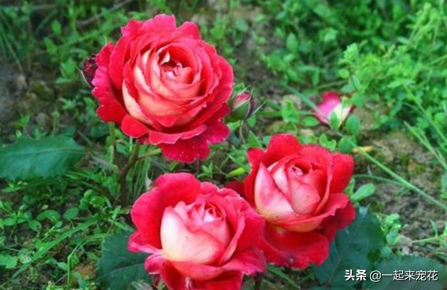 月季花名贵大气的品种,月季花香味排行榜