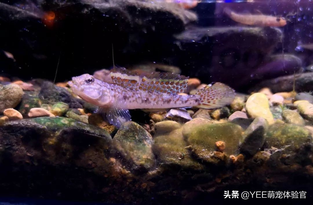 观赏鱼身上白点什么病怎么治疗,观赏鱼身上有白色斑点是怎么回事