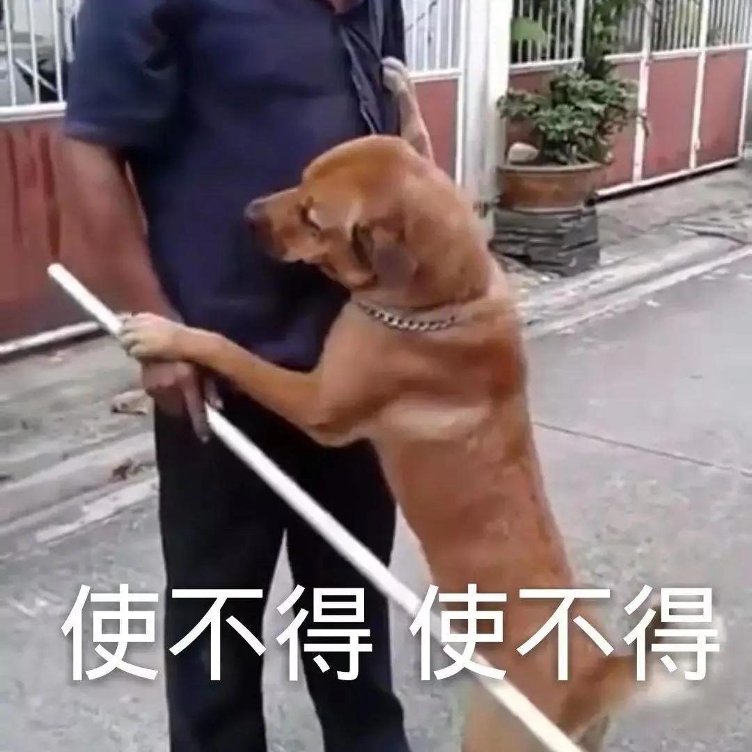 维诺拉狗粮,维诺拉犬