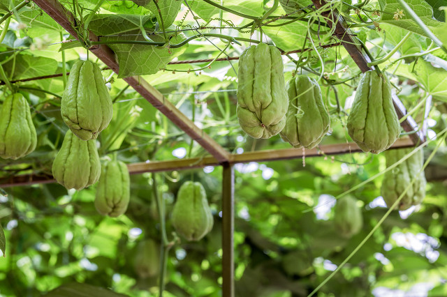 农村一棵树结几百斤的瓜,营养丰富,却鲜少有人种植,你见过吗?