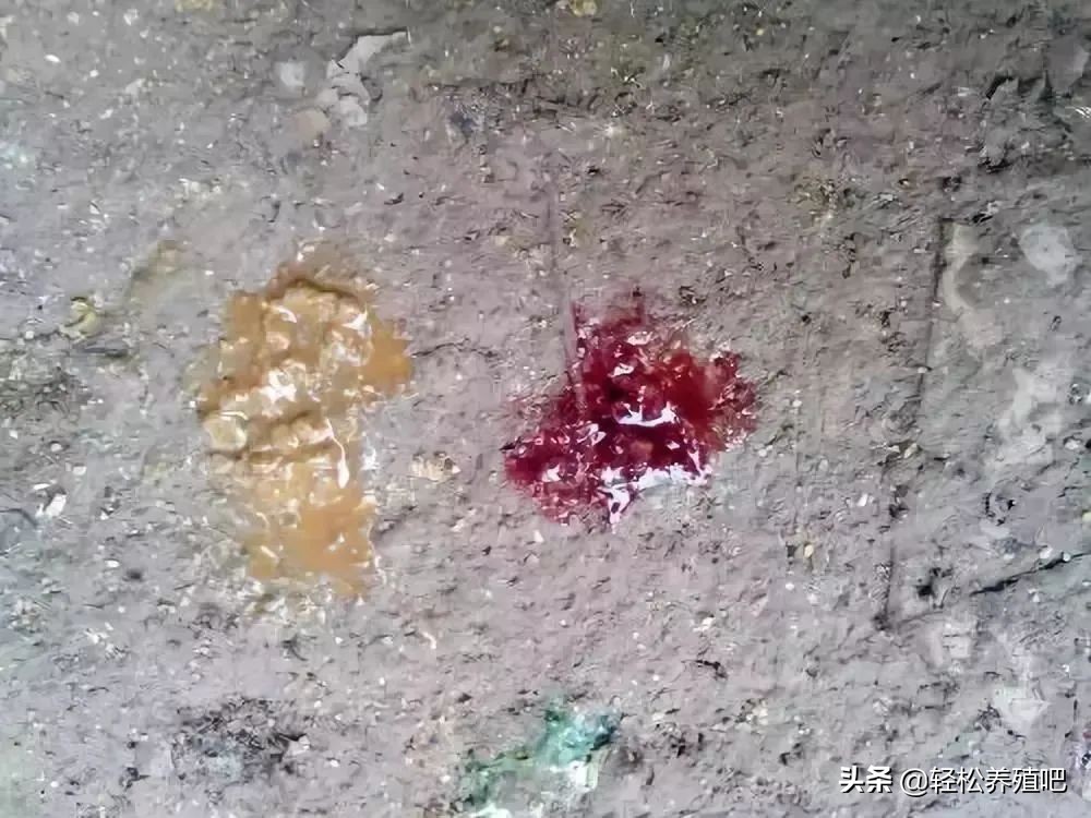 鸡肠炎拉血便怎么治,鸡肠炎处理方法