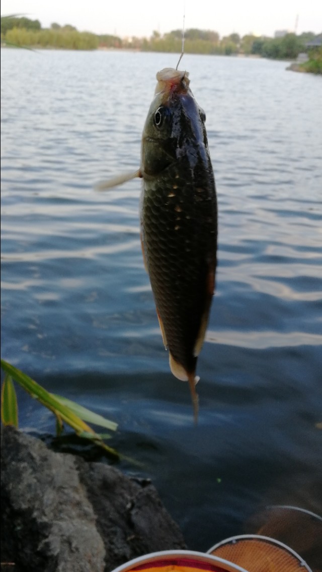 天气冷鱼口轻怎么调漂,新手钓友看完也能会的调漂技巧