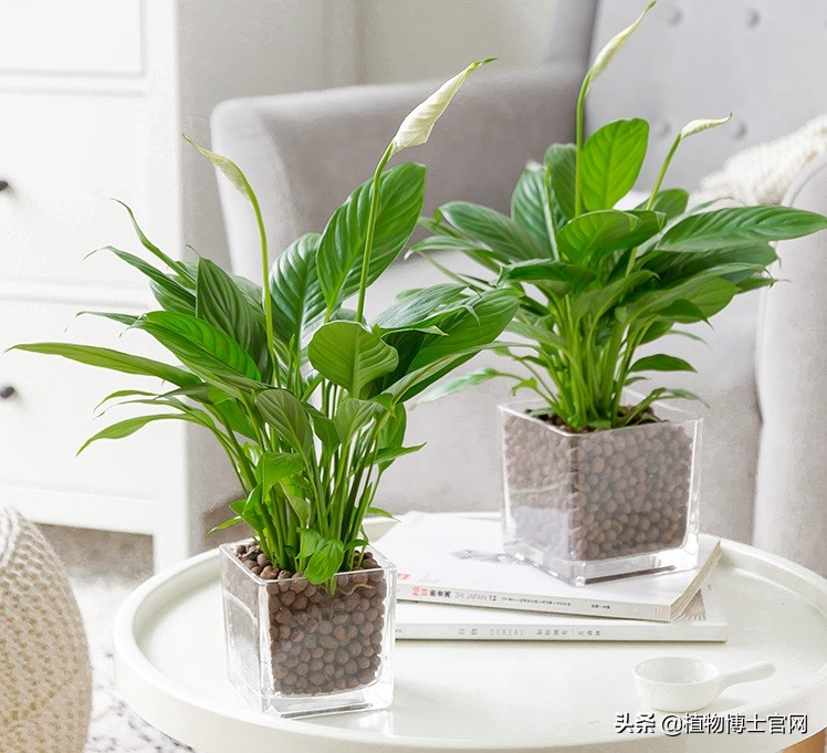 一帆风顺叶子下垂发软怎么补救,一帆风顺叶子下垂发软是不是冻的