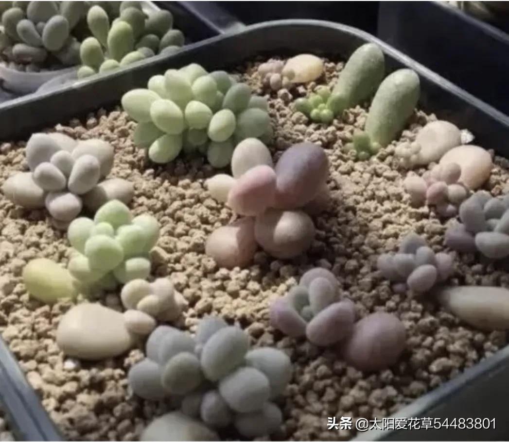 春天多肉容易长虫子吗,春季多肉要预防虫吗