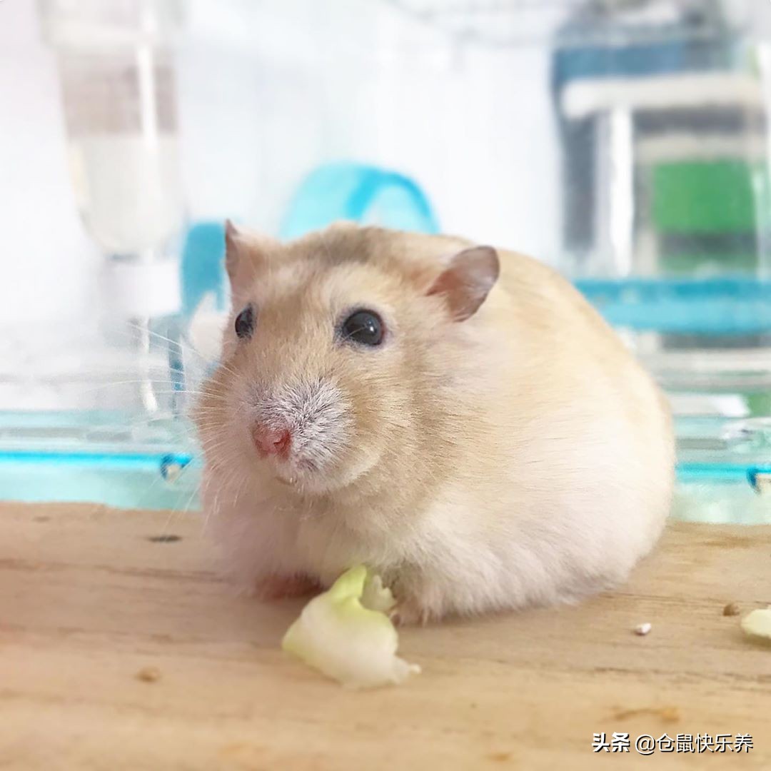 仓鼠会挑食嘛,仓鼠不吃鼠粮只吃零食