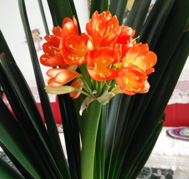 君子兰总是不开花用了这几招,君子兰不开花正确方法