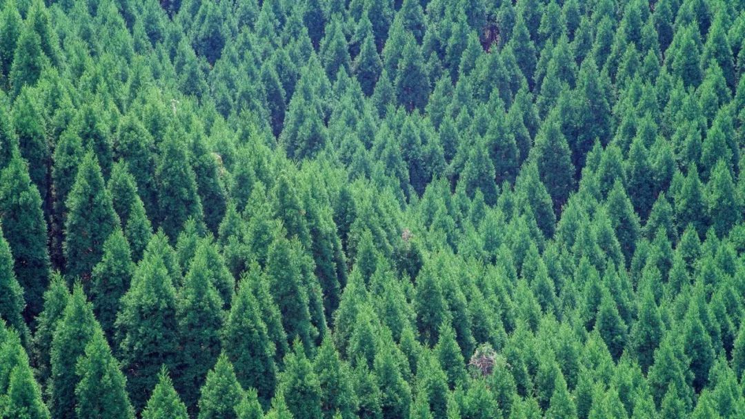 新型肺炎日本现状,日本新型肺炎现状