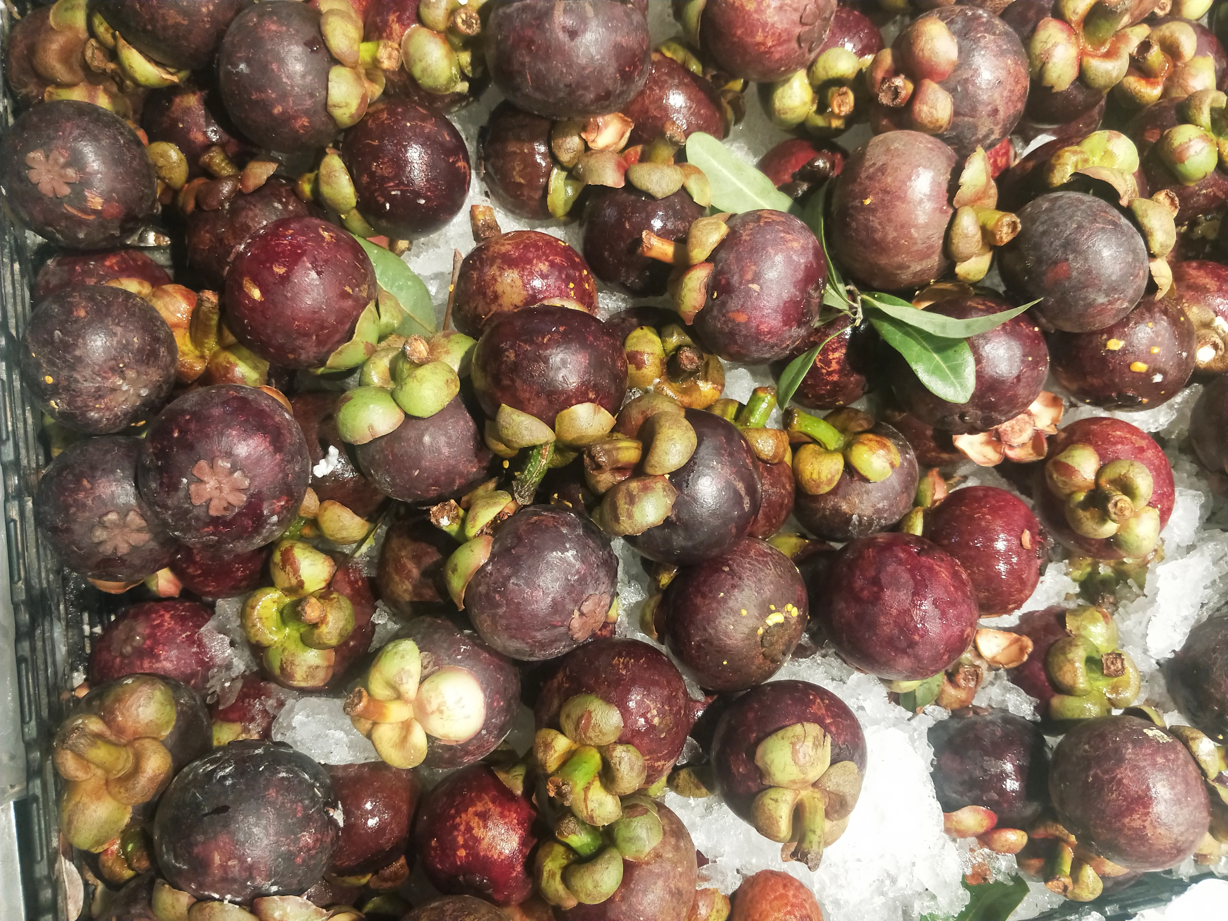 山竹的成熟期怎么挑选山竹,山竹怎么挑选教你山竹选购技巧