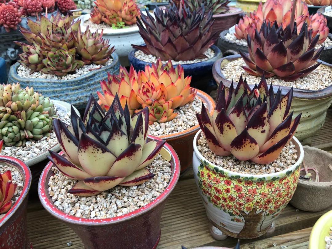 多肉直播一棵包邮,一棵多肉600万出售