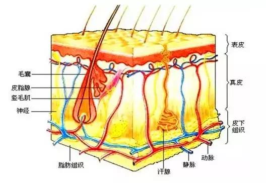 1分钟科普小知识,1分钟小知识