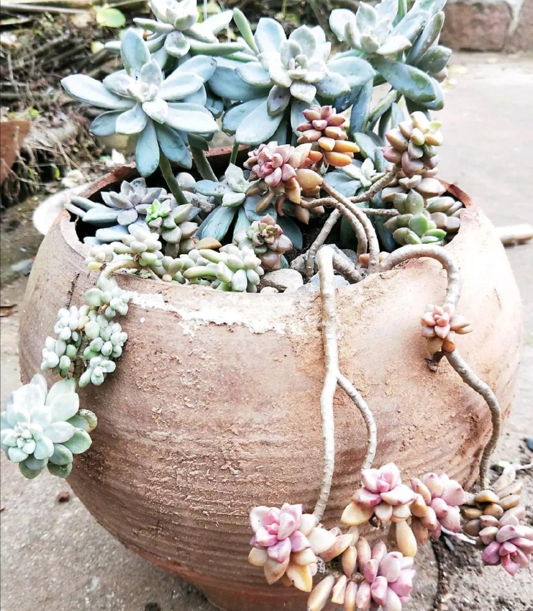 破缸种花效果图,破了的坛子种花