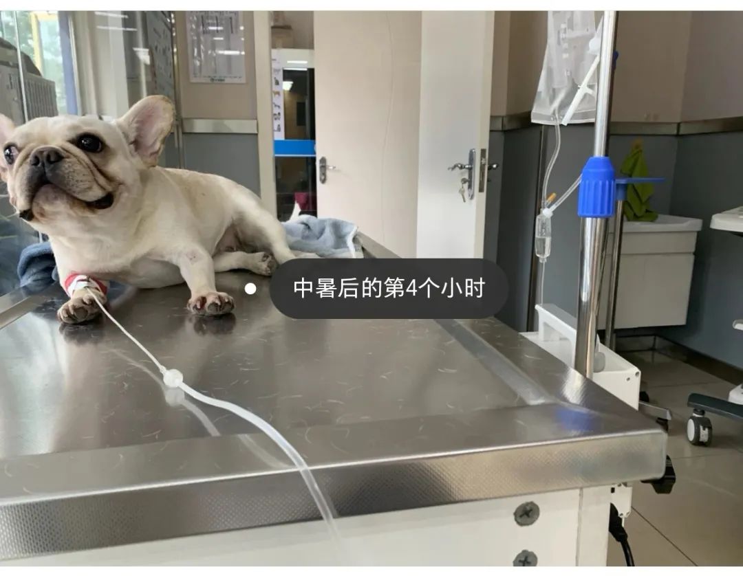 法斗中暑后没呼吸还能抢救过来吗,法斗狗狗中暑死亡了