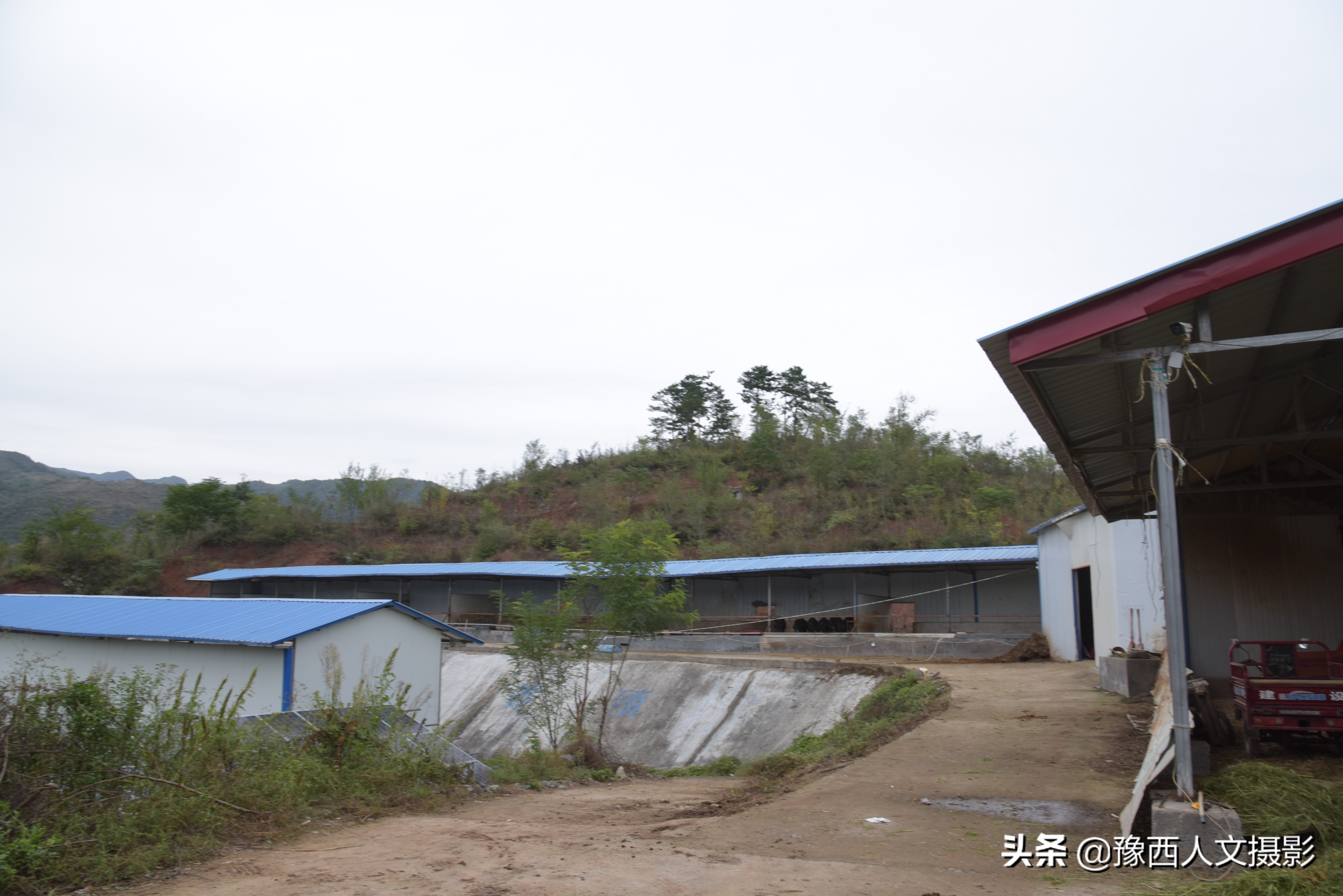 山西农村大爷养驴,农村大叔养驴的故事