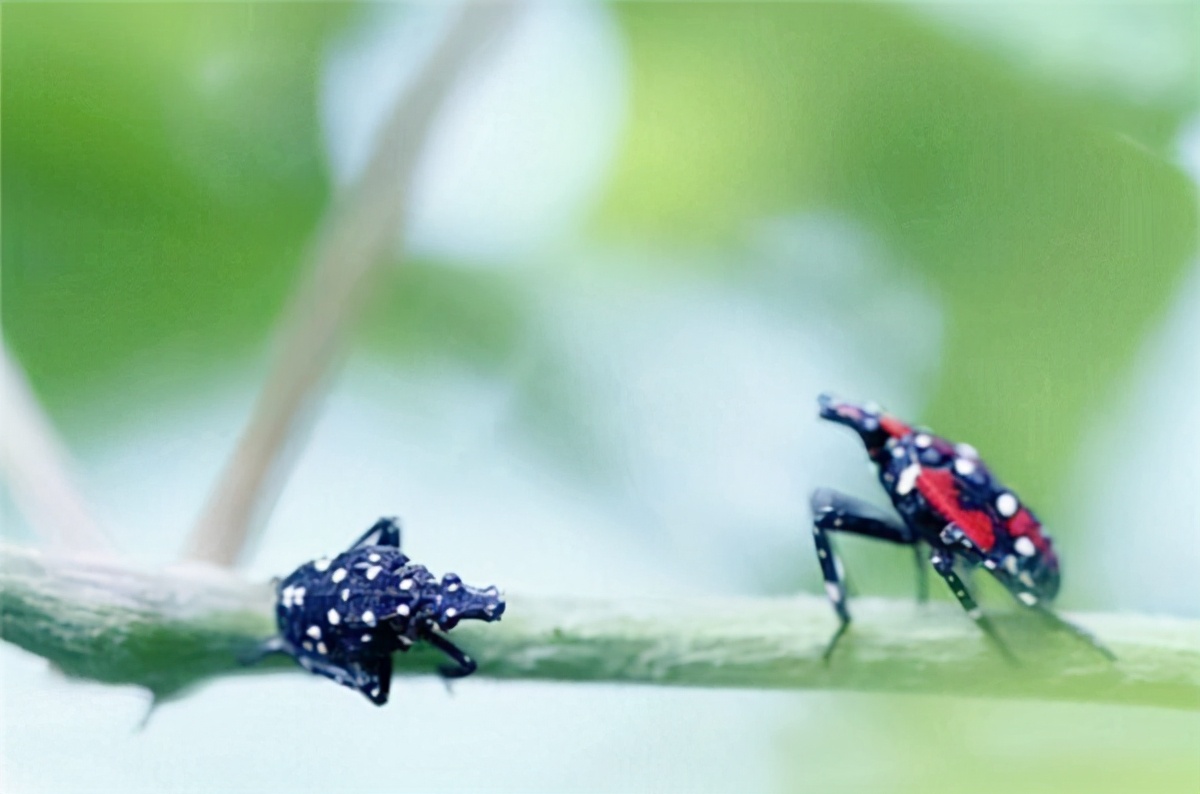 有哪些骂脏话不带一句脏字,骂人不带骂字最高境界