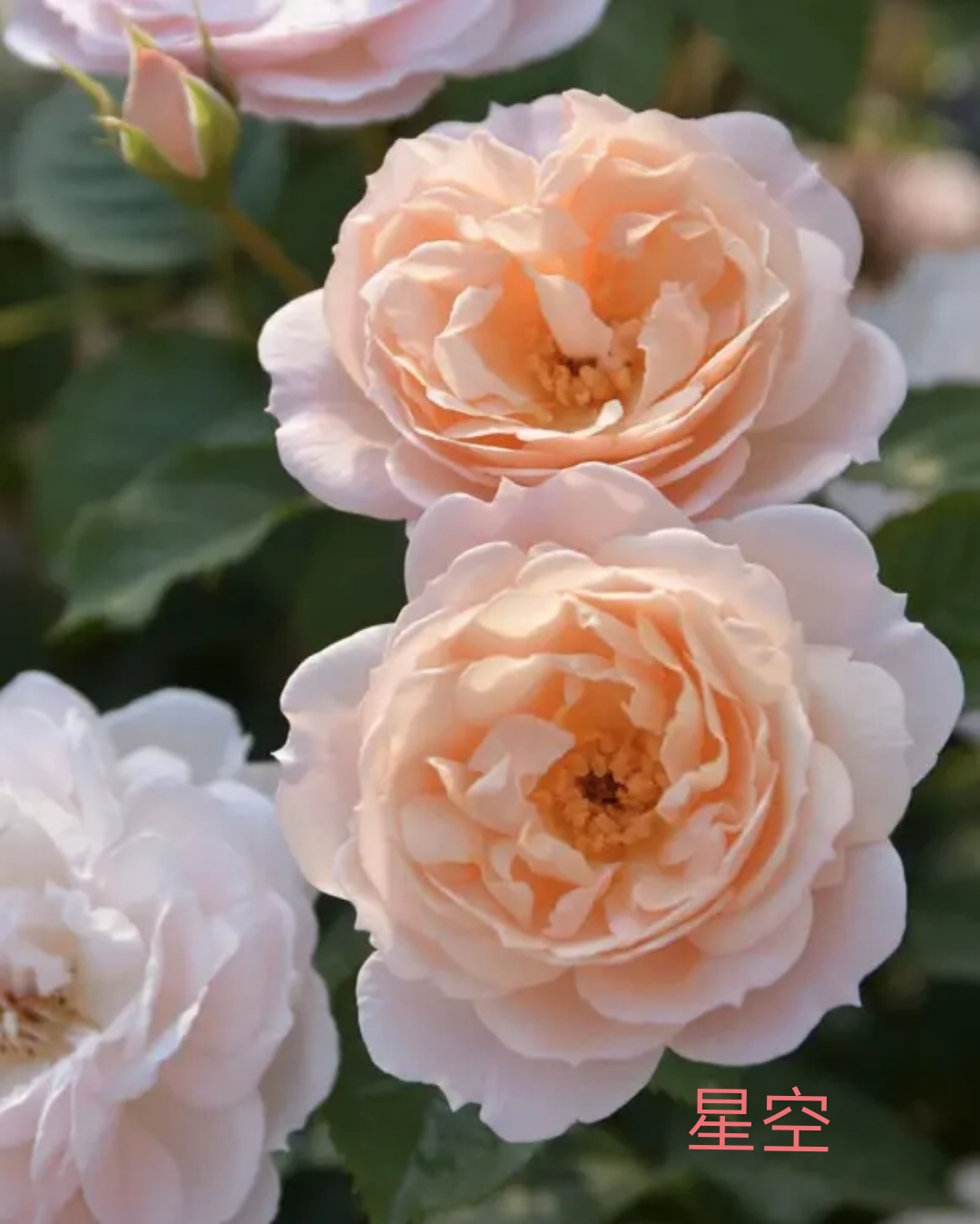 木村卓功推荐的月季,木村卓功月季