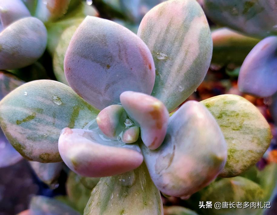 出锦的多肉需要晒吗,出锦的多肉