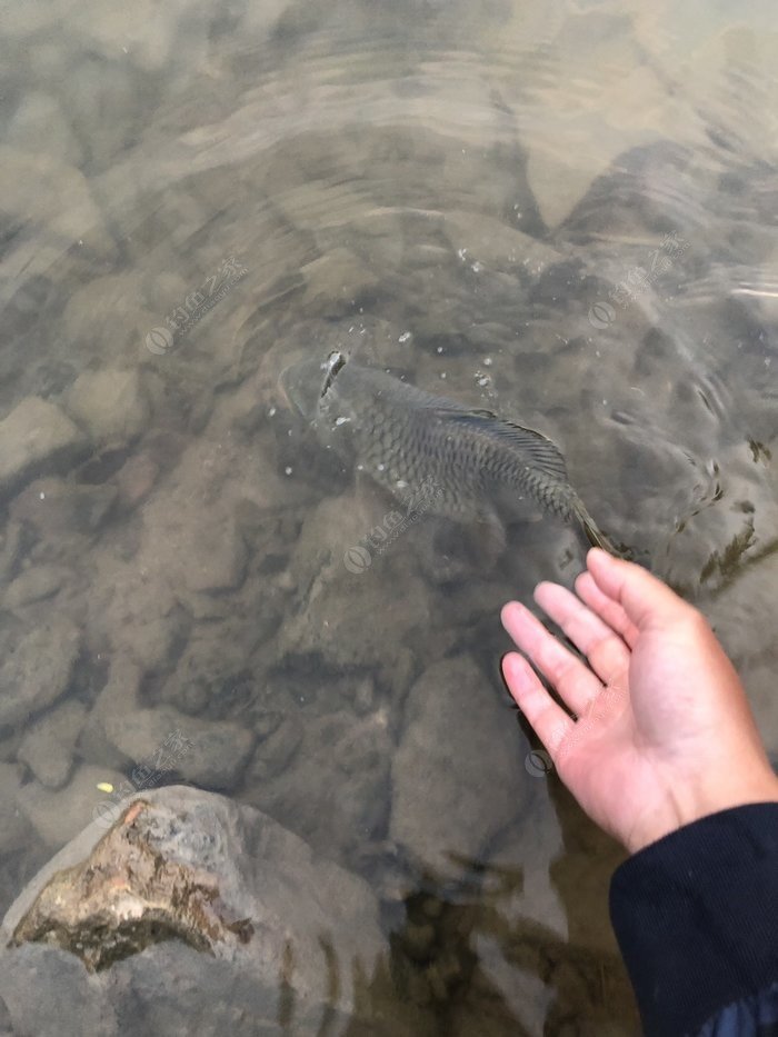 水底小鱼多就会没大鱼,自然水域没鱼情