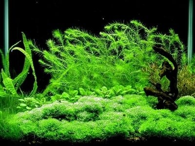 蜈蚣草为什么不建议养,水榕类水草怎么养才能养得好