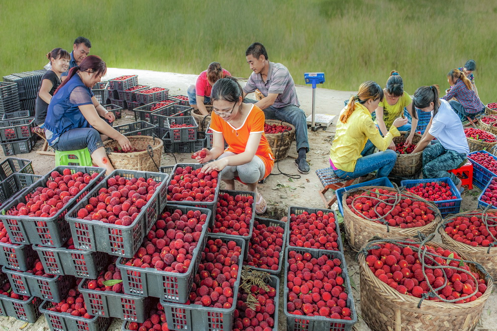 福建福安杨梅,福安杨梅基地在哪里