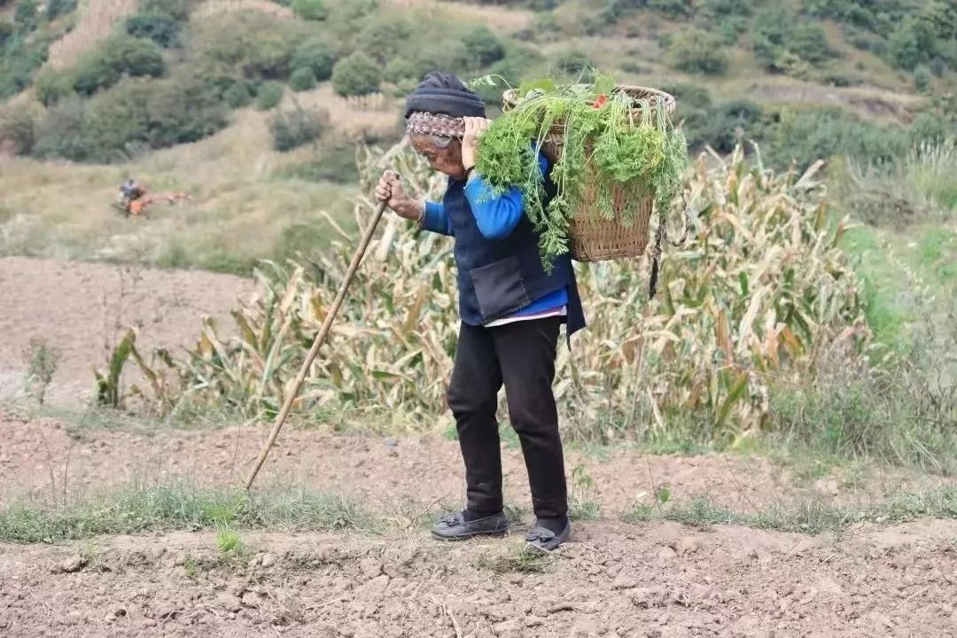 花青素甜脆萝卜,维c含量高的野果