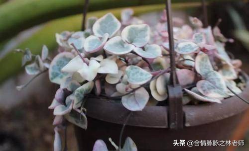 家里植物长得不好有什么说法,家里什么植物都养不好是什么原因