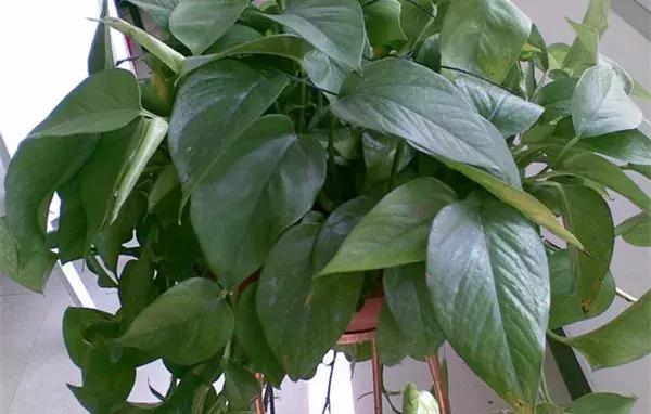 冬季茶花黄叶掉叶子的补救方法,冬季麒麟掌黄叶落叶什么原因